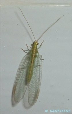 Chrysoperla affinis